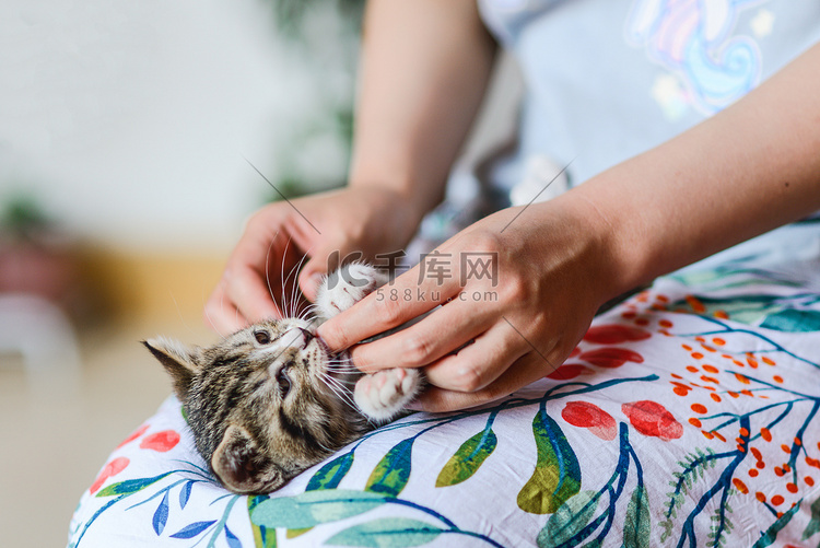 宠物猫白天猫和人手室内互动摄影