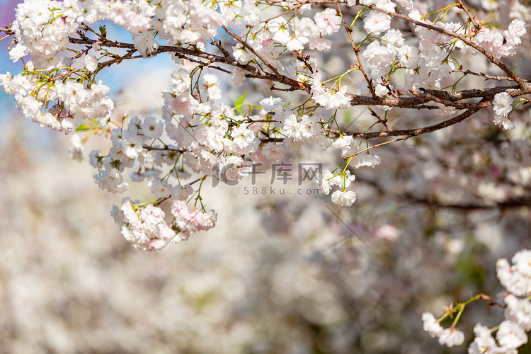 白色樱花春分花公园赏花摄影图配