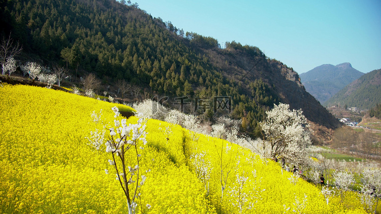 实拍春天农村油菜花樱花美景