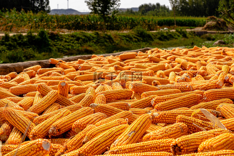 秋季田野边晾晒丰收的玉米