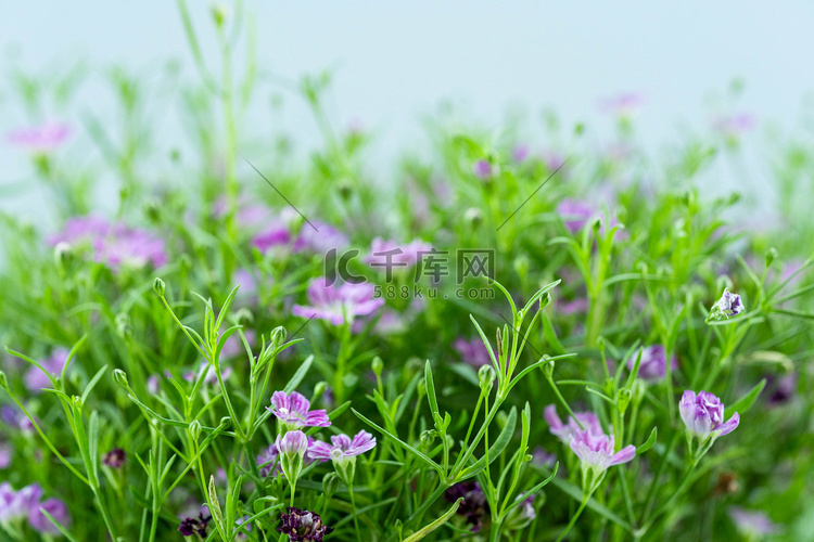 春季鲜花花朵白天满天星室内花草