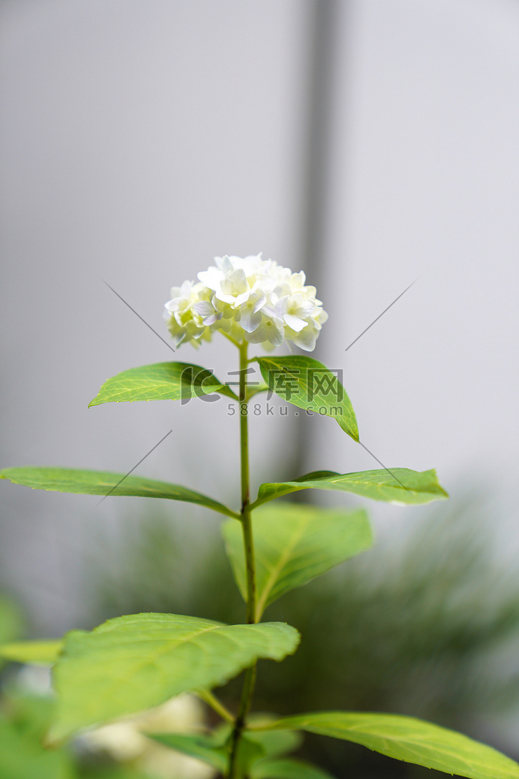 夏天上午绣球花开室内开花摄影图