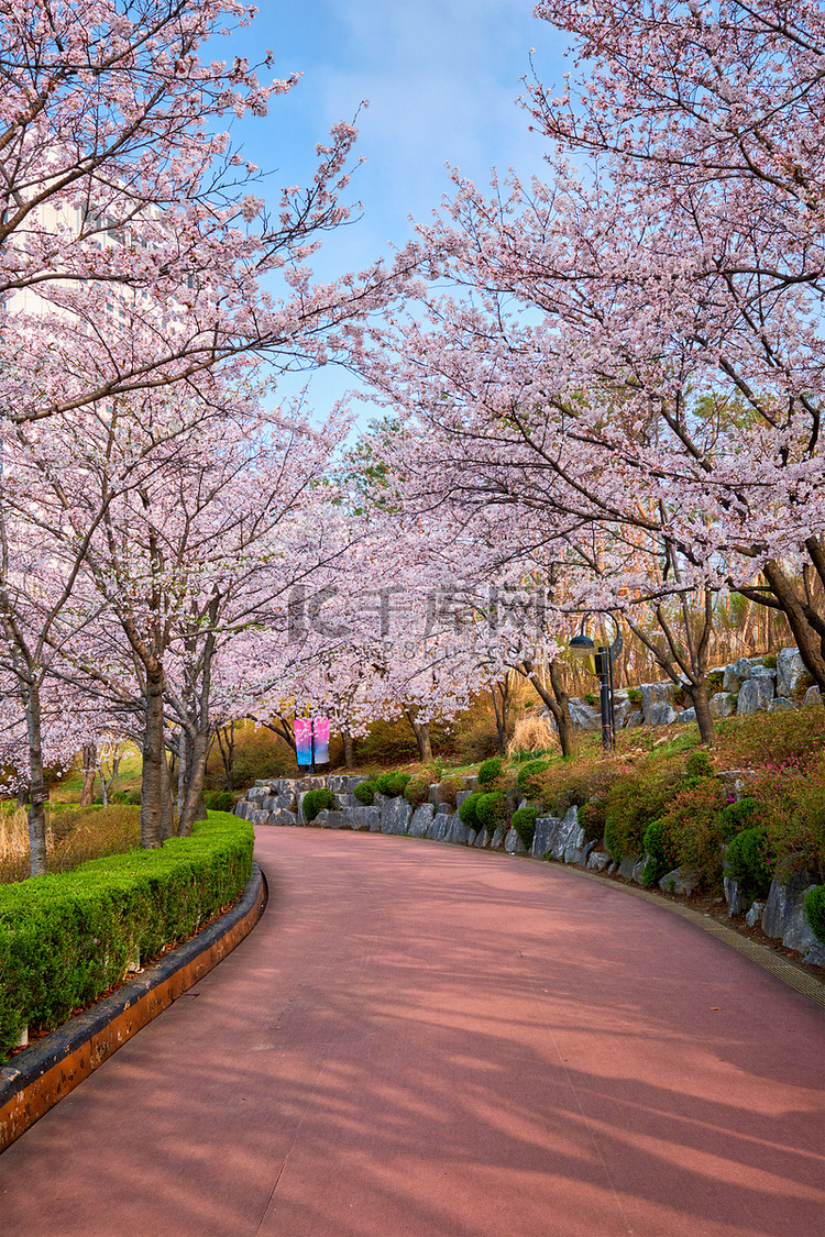 公园里盛开的樱花小巷