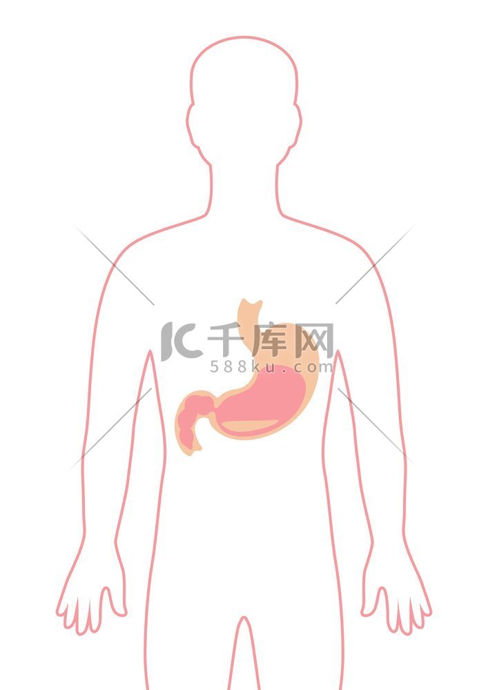 胃内脏插图人体解剖学医疗保健和