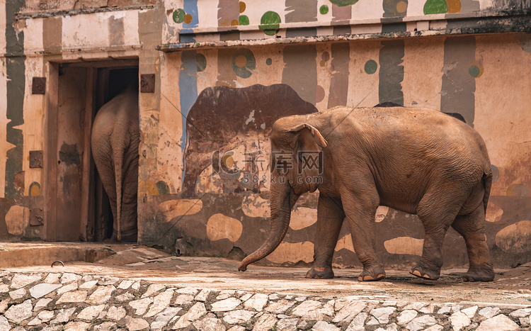 动物园大象动物路面拍摄摄影图配