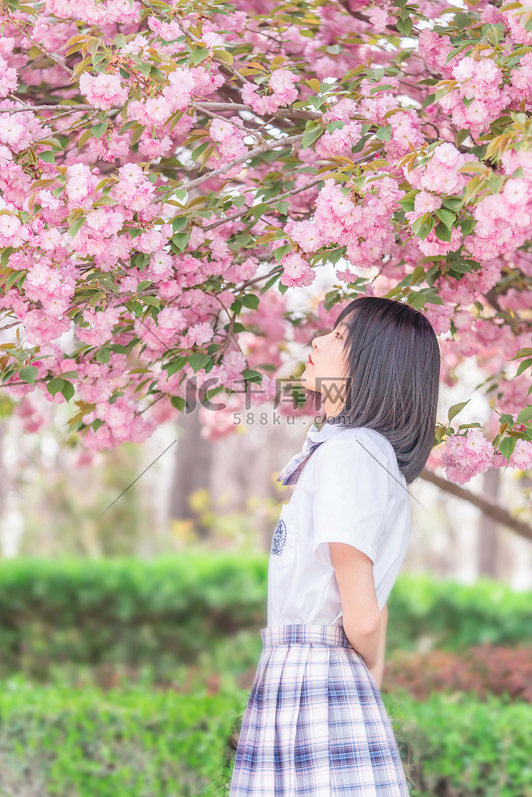 樱花人像早上少女树下赏花摄影图