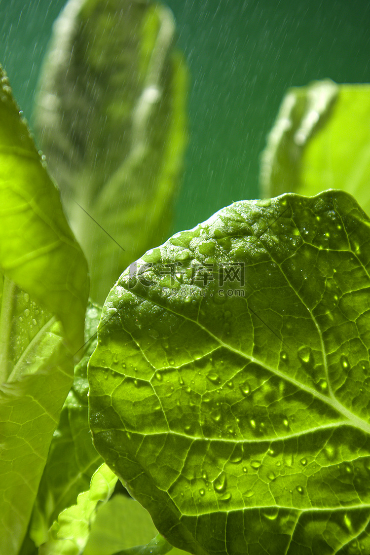 春分春天小白菜叶谷雨健康蔬菜摄