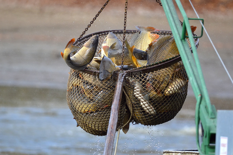 鲤科鱼抓捞网