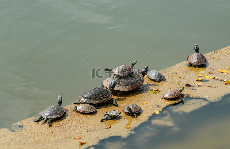 乌龟动物自然风景湿地摄影图配图