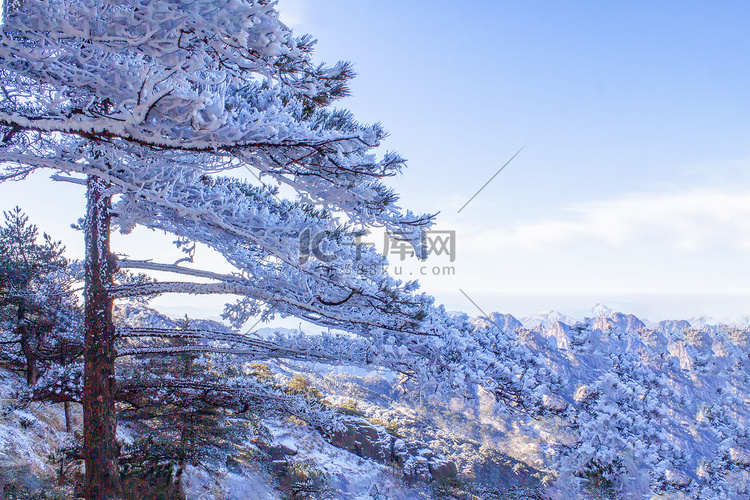 冬季树木山峰和雪的照片
