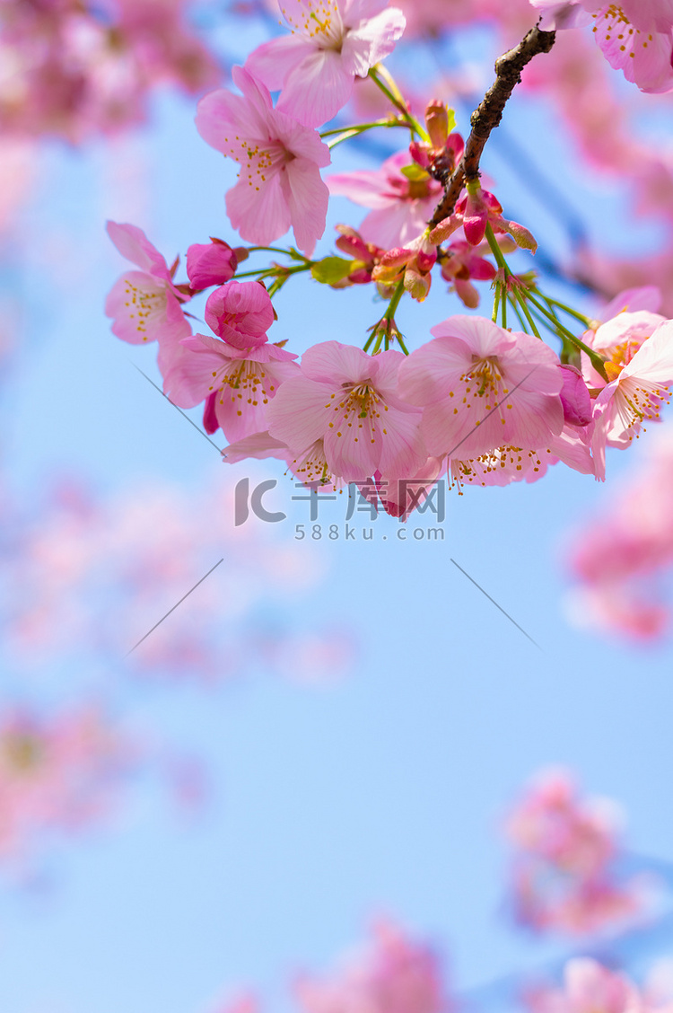 春暖花开春花盛开的武汉东湖樱花