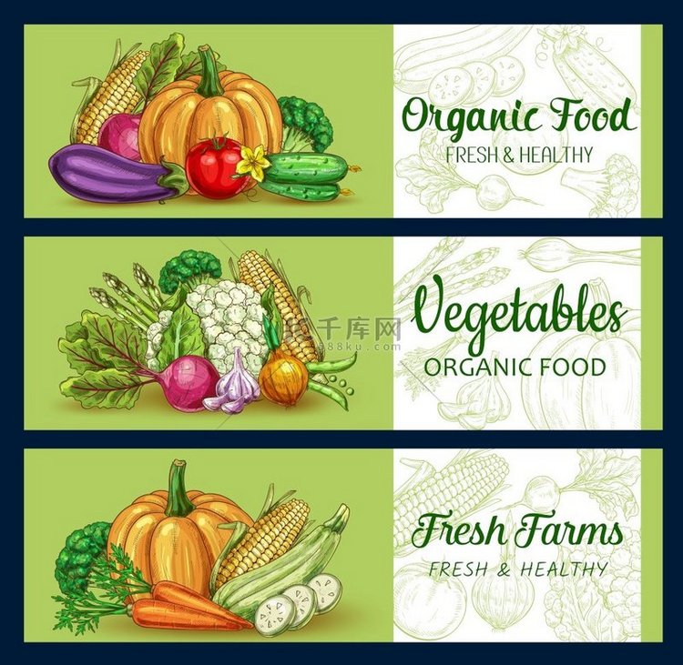 蔬菜农场食品矢量花园蔬菜的草图