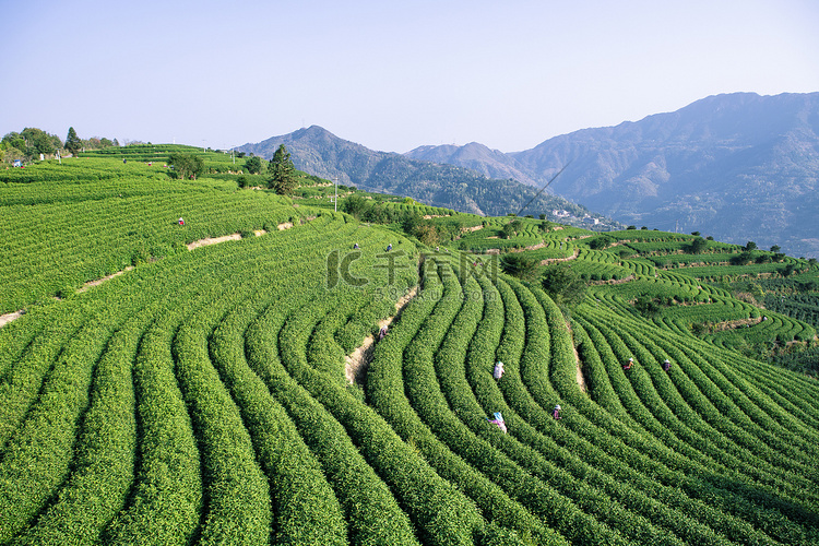 高山茶园下午茶树茶场无摄影图配