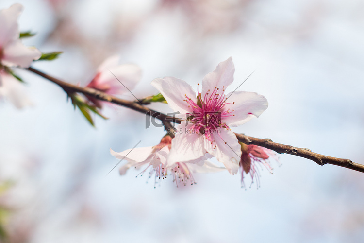 桃花中午花瓣自然立春摄影图配图