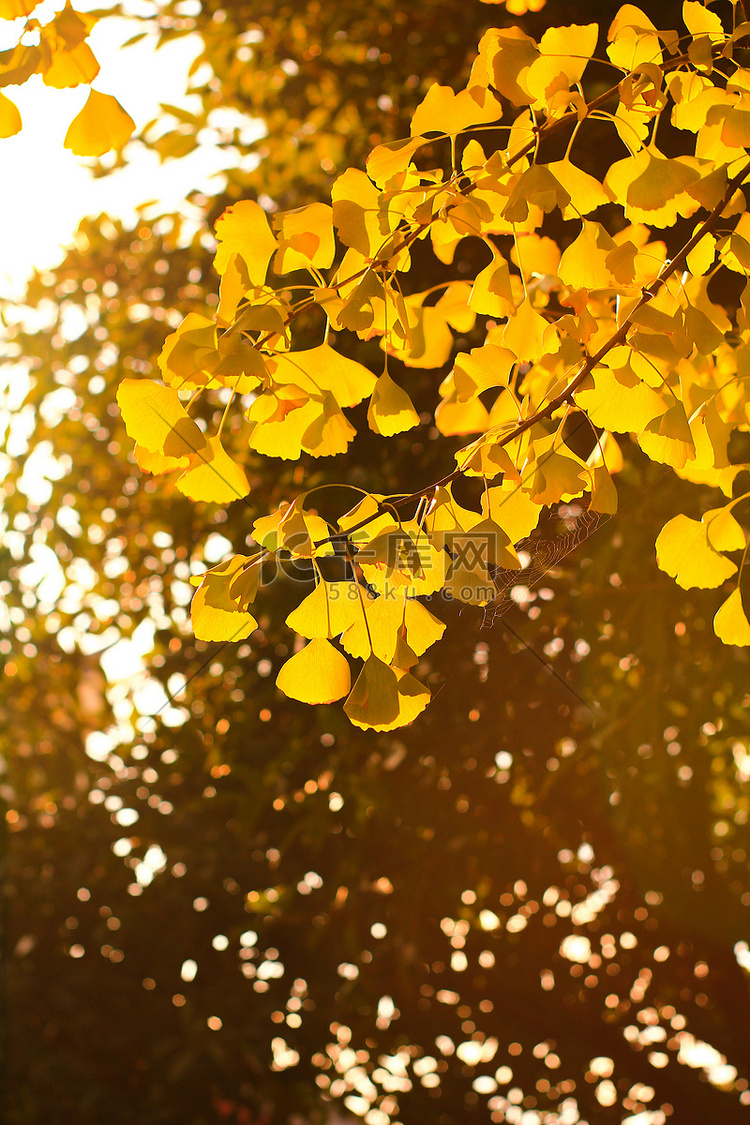 秋夕阳银杏叶生态黄色摄影图配图