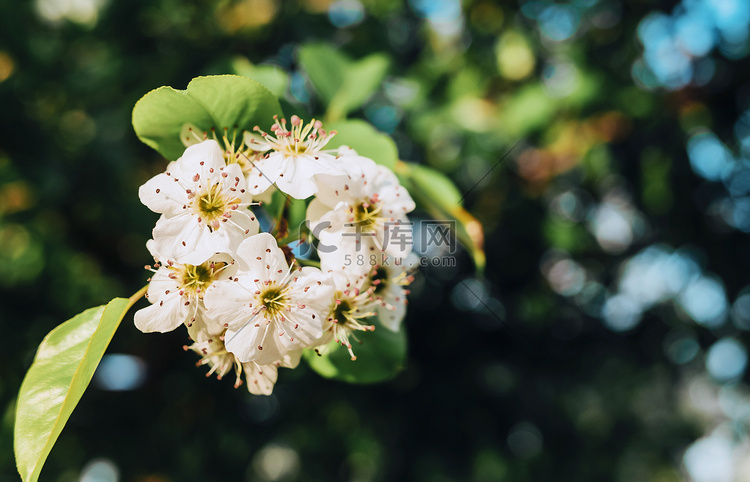 春天暖春梨花花卉赏花摄影图配图