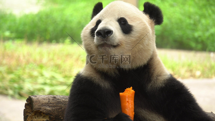 国宝大熊猫啃食胡萝卜