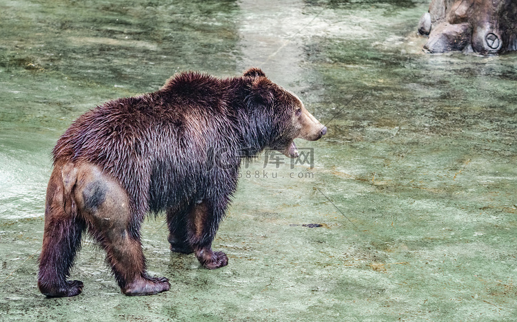 珍稀动物自然动物园棕熊摄影图配