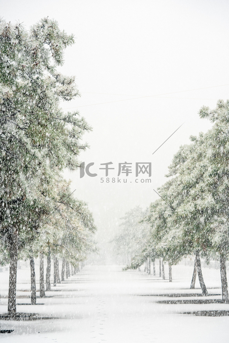 下雪天白天道路边的松树室外落雪