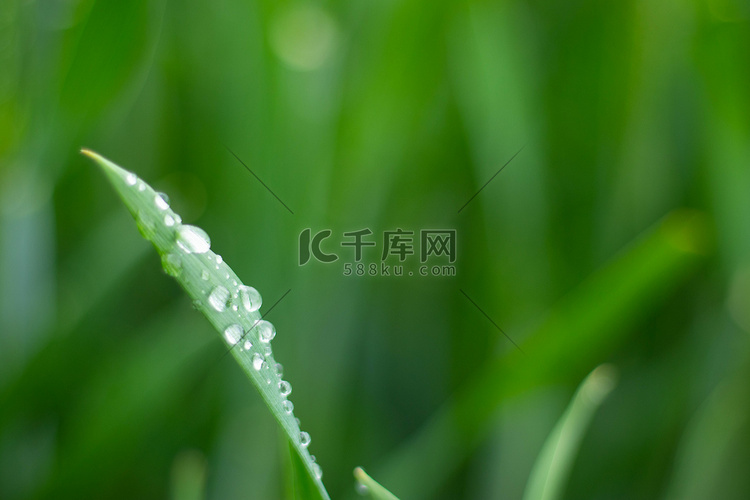 绿叶清晨麦苗水滴户外雨滴摄影图