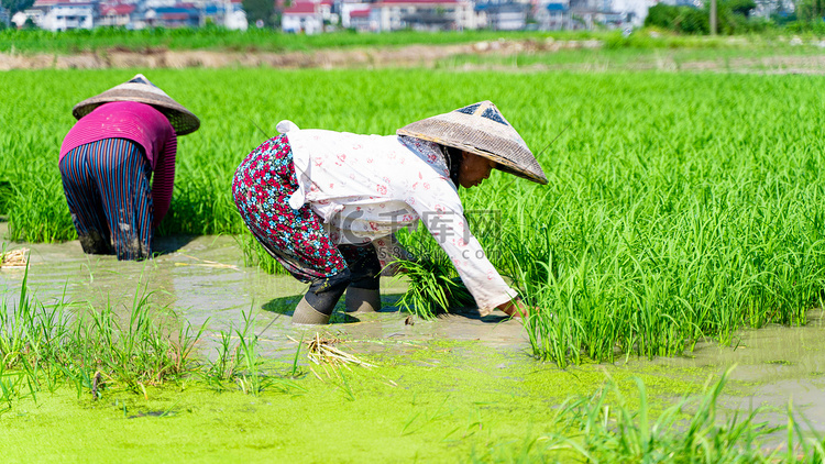 农忙插秧夏至农民稻田拔秧苗摄影