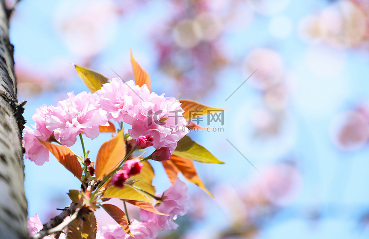 春季晌午樱花户外粉色摄影图配图