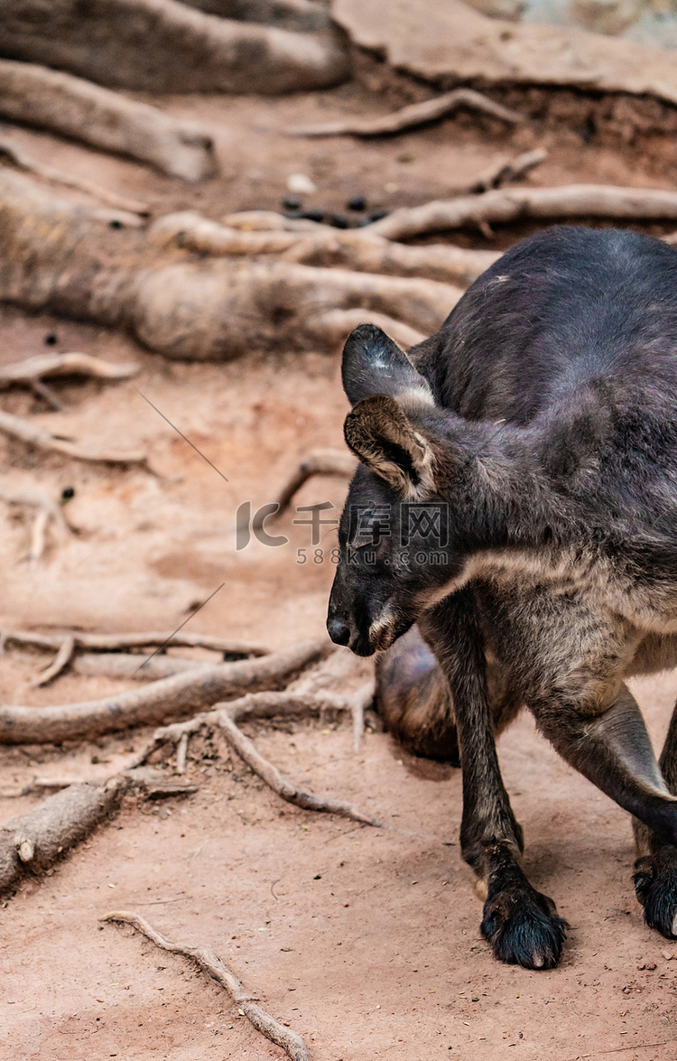 保护生态动物自然袋鼠摄影图配图