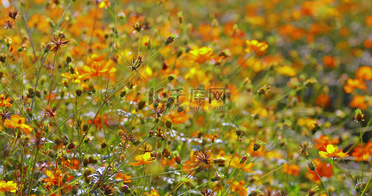 秋季赏花花海大自然花花虚实特写