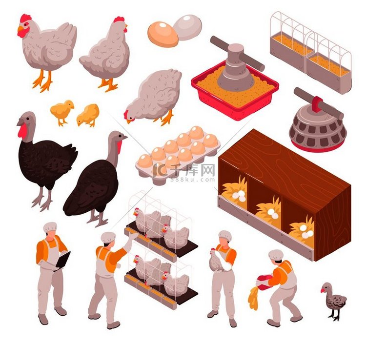 等距鸡生产家禽养殖场集带有人类