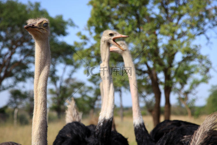 非洲鸵鸟-乌干达