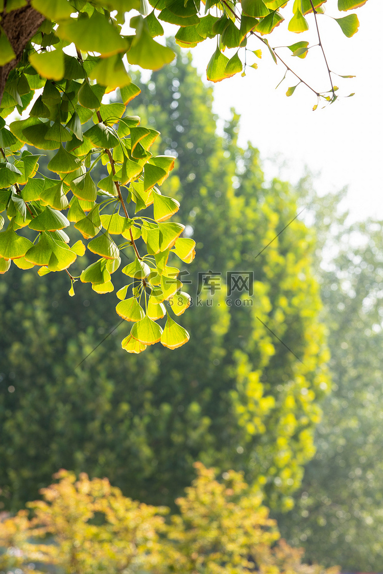 银杏秋季银杏树户外植物摄影图配