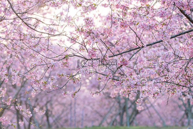 春天樱花春分春季赏花摄影图配图