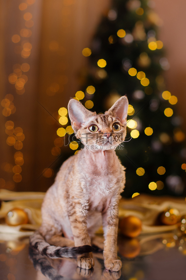 德文郡 Rex 猫，圣诞节和新年