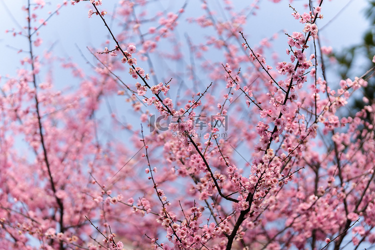春暖花开盛开的桃花风光摄影图配