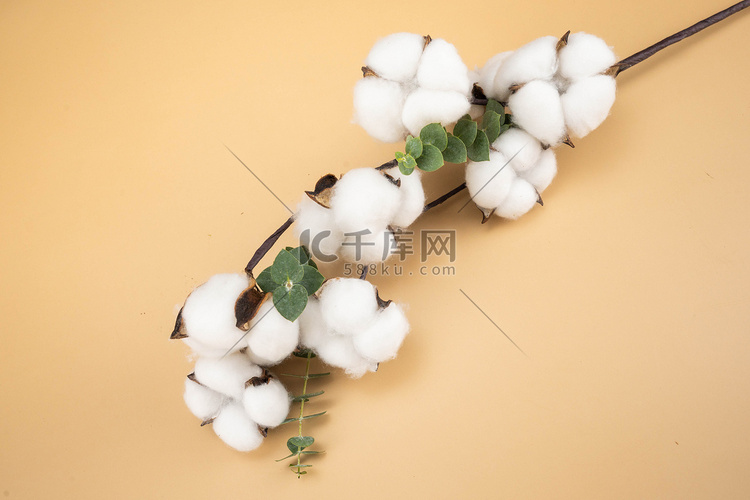 农作物棉花摄影图