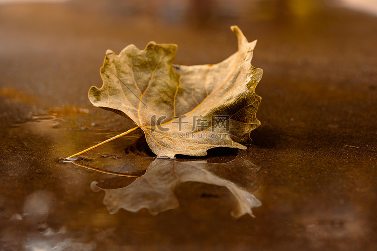 秋季早上水面落叶户外倒影摄影图