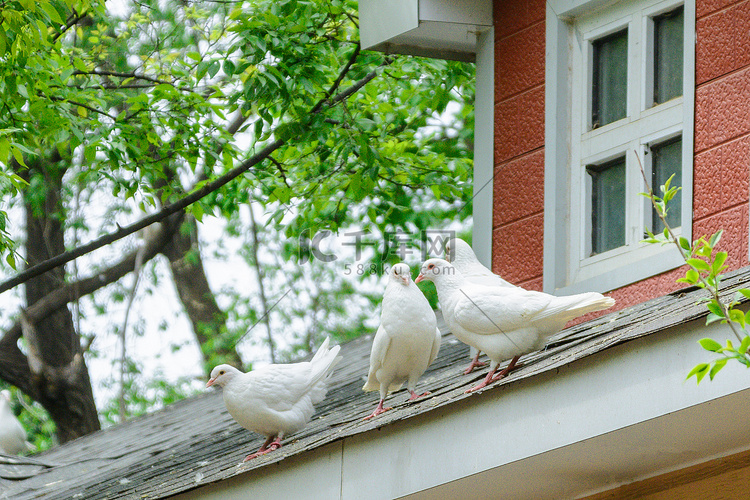 动物白天鸽子屋顶上站立摄影图配