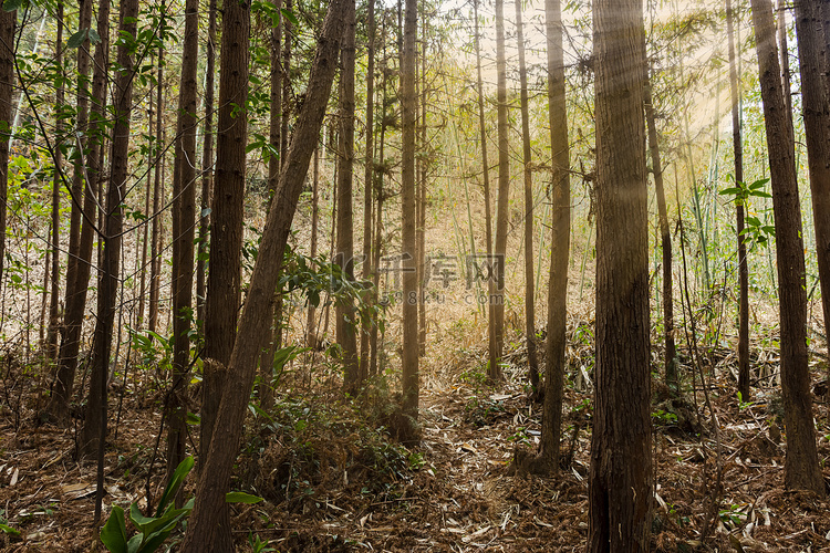 茂盛森林里白天户外光线斜照摄影