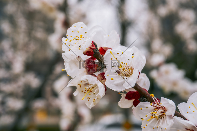 暖春桃花盛开四月花季摄影图配图