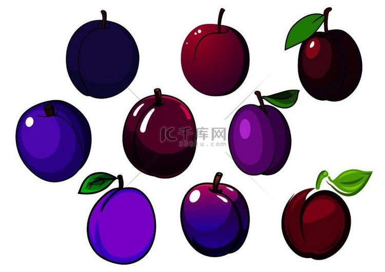 紫色和紫罗兰色的李子果实，具有