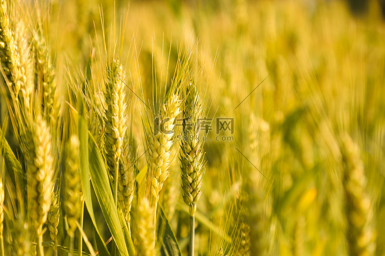 24节气小满麦子丰收户外摄影图