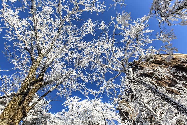 蓝天树木和雪摄影图