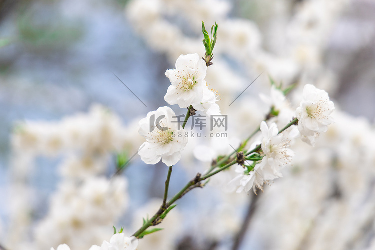 花卉春天梨花花树摇曳摄影图配图