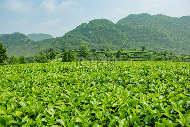 白天户外山上茶园的茶叶在生长摄