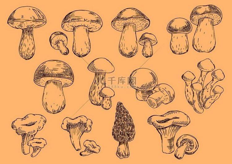 可食用蘑菇的老式插图素描图标与