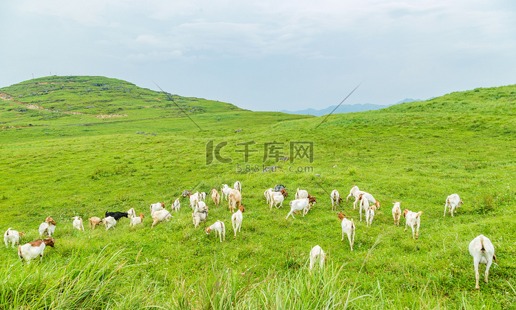 山头中午羊群草原摄影摄影图配图