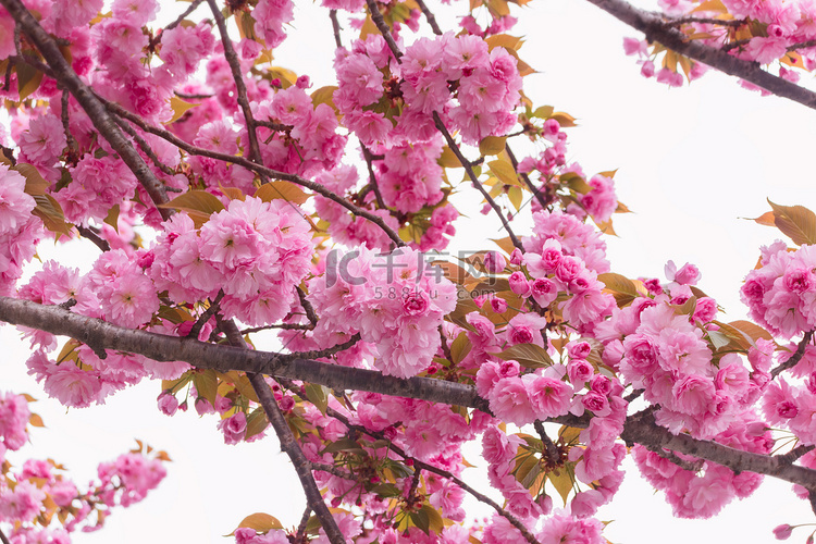 春天南京阴天清晨樱花樱花树重瓣