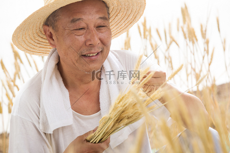 老农民在麦田里