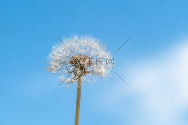 蓝色天空夏季蒲公英植物摄影图配