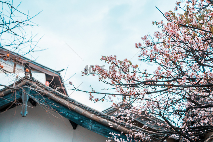 春天白天樱花中式建筑前开花摄影